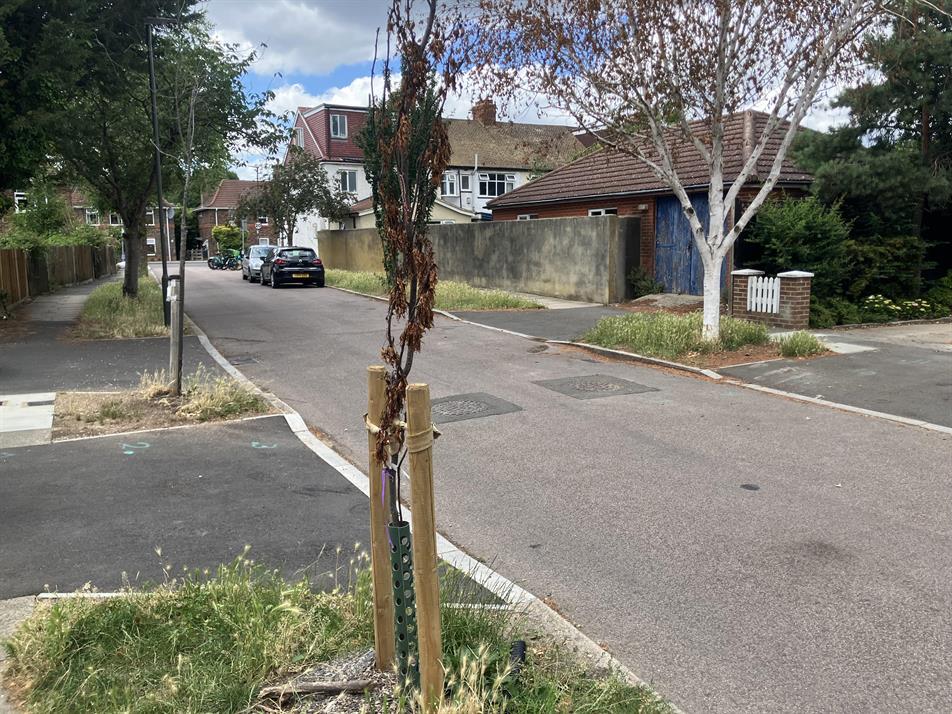 Tree death